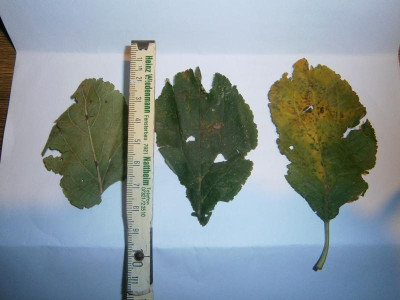 Blätter Baum Hunklinge 001.JPG