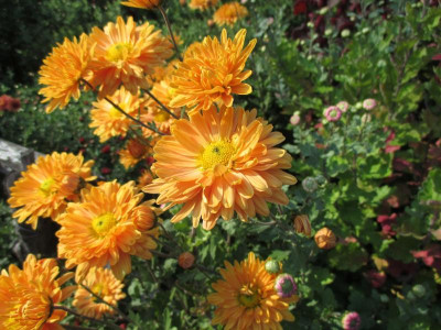 Chrysanthemum 'kleiner Bernstein' 20171015_02.jpg