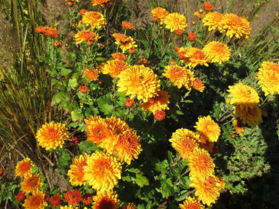 Chrysanthemum 'Indian Summer' 20171015_02.jpg