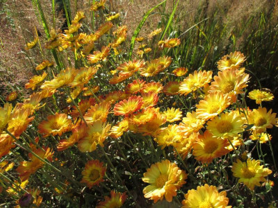 Chrysanthemum 'Dernier Soleil' 20171015_01.jpg