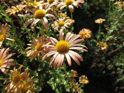 Chrysanthemum 'Mary Stoker' 20171015_01.jpg
