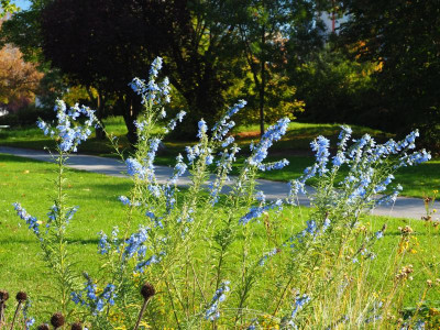 Salvia azurea Schwanheimer Str. Berlinger Ring PA150137.JPG