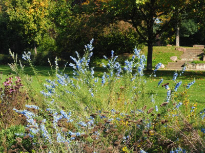 Salvia azurea Schwanheimer Str. Berlinger Ring PA150139.JPG
