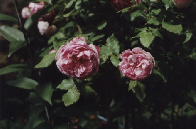 Honorine_de_Brabant.jpg