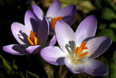 Krokus-lila.jpg
