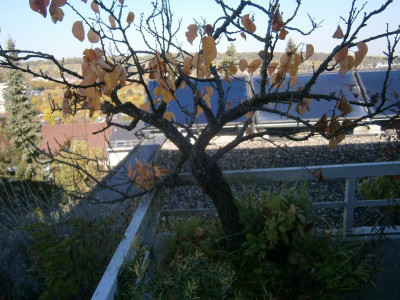 Aprikose Okt 17 003.JPG