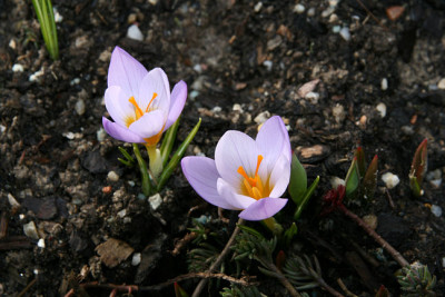 St_Crocusthomasianus0207.jpg