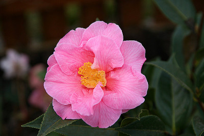 K_CameliaLeonardMessel02071.jpg