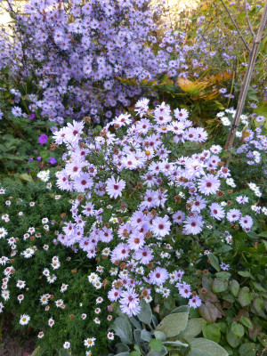 2017-10-16 Aster Sämling Arcturus 1.jpg