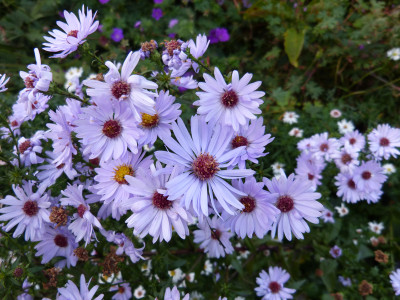 2017-10-16 Aster Sämling Arcturus 2.jpg