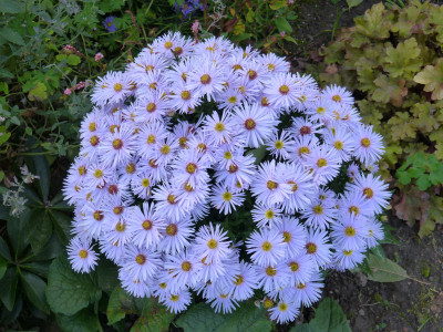 2017-10-16 Aster dumosus 'Silberteppich'.jpg