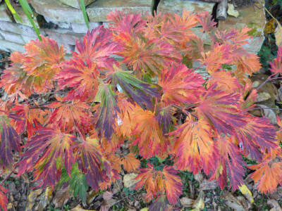 2017-10-16 Acer 'Aconitifolium'.jpg
