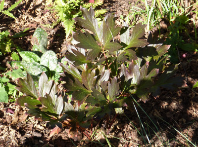 2017-10-15 Paeonia 'Bartzella'.jpg