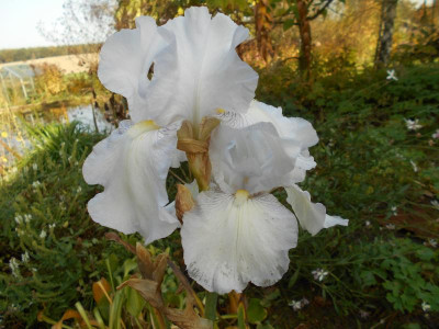 IrisEnglishCottage.JPG