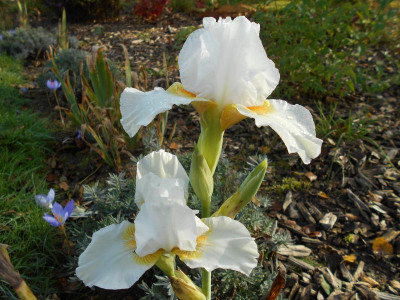 IrisAngelHeartBlüte.JPG