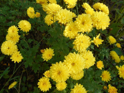 ChrysanthemeGelb.JPG
