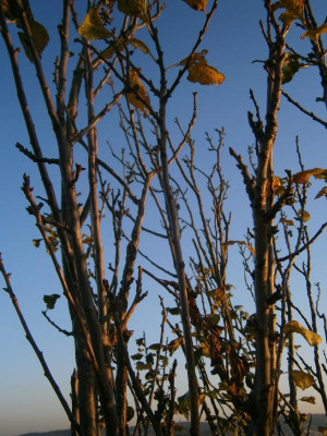 Cannstatt Weinberge 009.JPG