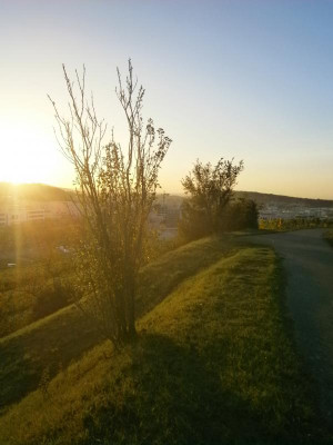Cannstatt Weinberge 013.JPG