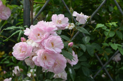 Rose-NarrowWater.17-1.jpg
