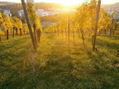 Cannstatt Weinberge 029.JPG
