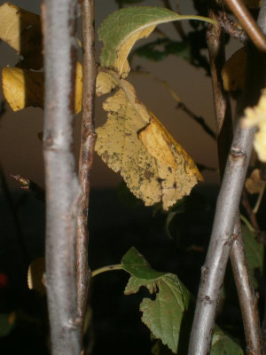 Cannstatt Weinberge 080.JPG