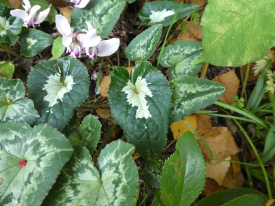 Cyclamen copton ash 1.jpg