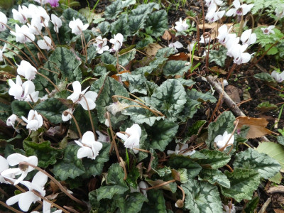 Cyclamen copton ash 2.jpg