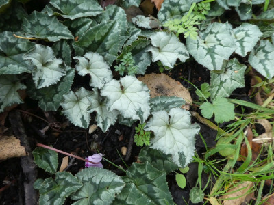 Cyclamen copton ash 3.jpg