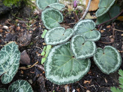 Cyclamen copton ash 4.jpg