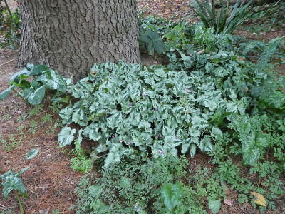 Cyclamen copton ash 7.jpg