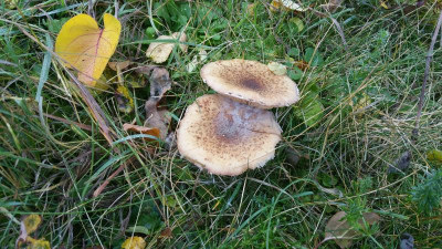 Pilz2.jpg