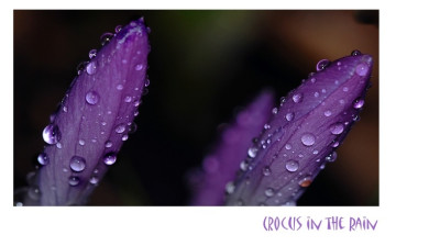 Krokus_Violett_1_11-02-2007.jpg