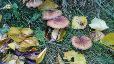 Pilz3.jpg