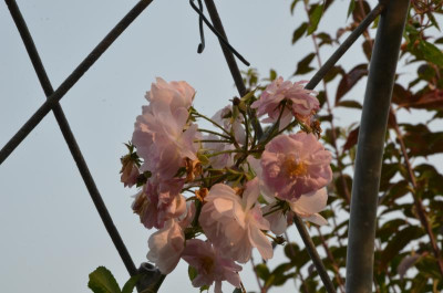 DSC_7768.JPG