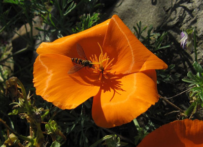 IMG_1637_Eschscholzia_californica_17Okt2017_.jpg
