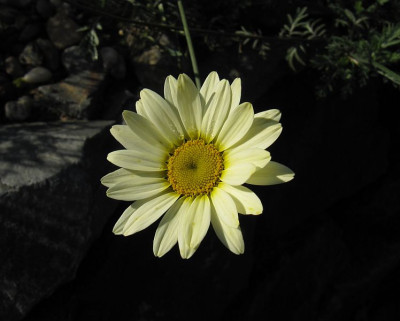 IMG_1639_Anthemis_Sauce_Hollandaise_17Okt2017_.jpg