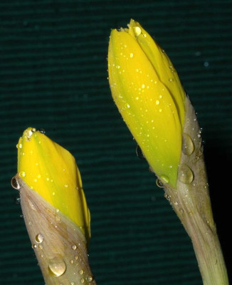A2088c_Large.JPG