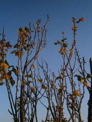 Cannstatt Weinberge 010.JPG