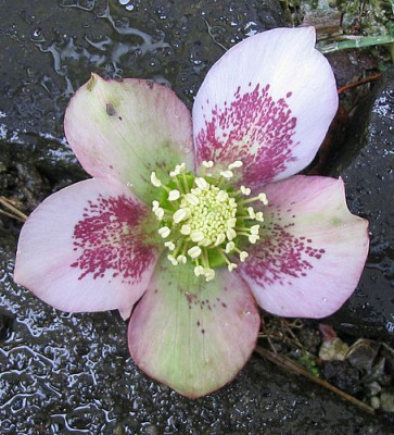 Helleborus_Saemling_2007.jpg