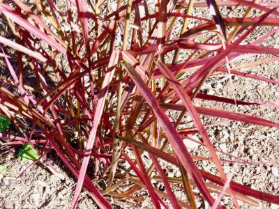 Miscanthus sin, 'roter Pfeil'.jpg