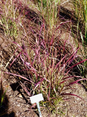 Panicum virg. 'Burgunderflamme'.jpg