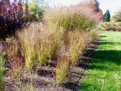 Panicum, hinten  P. 'Thunder Cloud'.jpg