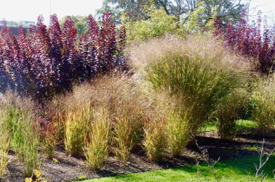 Panicum 'Thunder Cloud' rechts.jpg