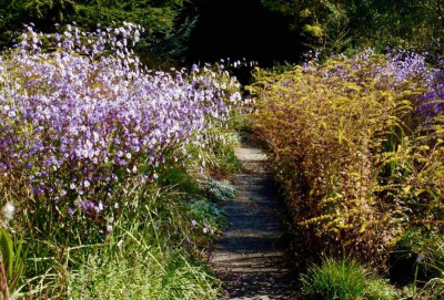 Aster laevis & Solidago rugosa 'Fireworks'.jpg