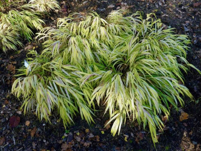 Hakonlechloa macra 'Naomi'.jpg