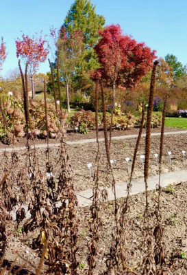 Veronicastrum 'Manhattan Skyline'.jpg