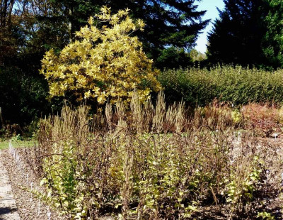 Veronicastrum 'Pink Glow' vor Chionanthus virginicus.jpg