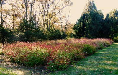 Persicaria-Sichtung.jpg
