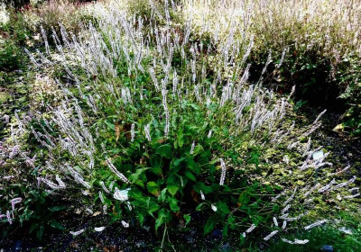 Persicaria ampl. 'Pink Mist'.jpg