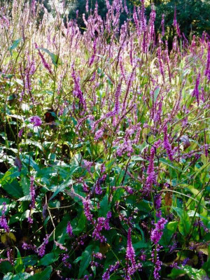 Persicaria ampl. 'Rowden Gem'.jpg